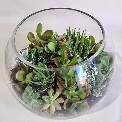 HOW TO CARE FOR TERRARIUMS