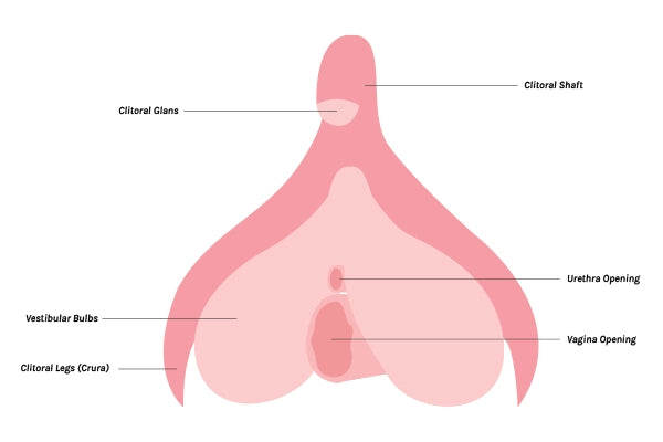 Illustrated diagram of the clitoris including glans, hood, urethra, vaginal opening, crura and bulbs
