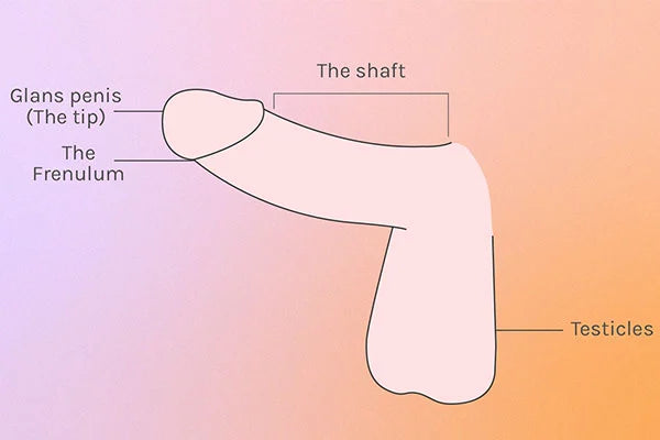 Illustrated diagram of penis including tip, frenulum, shaft and testicles, against purple/pink/orange gradient background