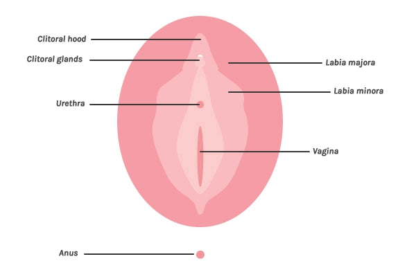 Illustrated diagram of vulva including clitoral hood, clitoral glans, urethral opening, labia, vagina and anus