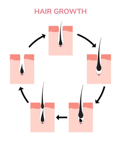 Hair Growth Cycle Graphic | LashLift Store