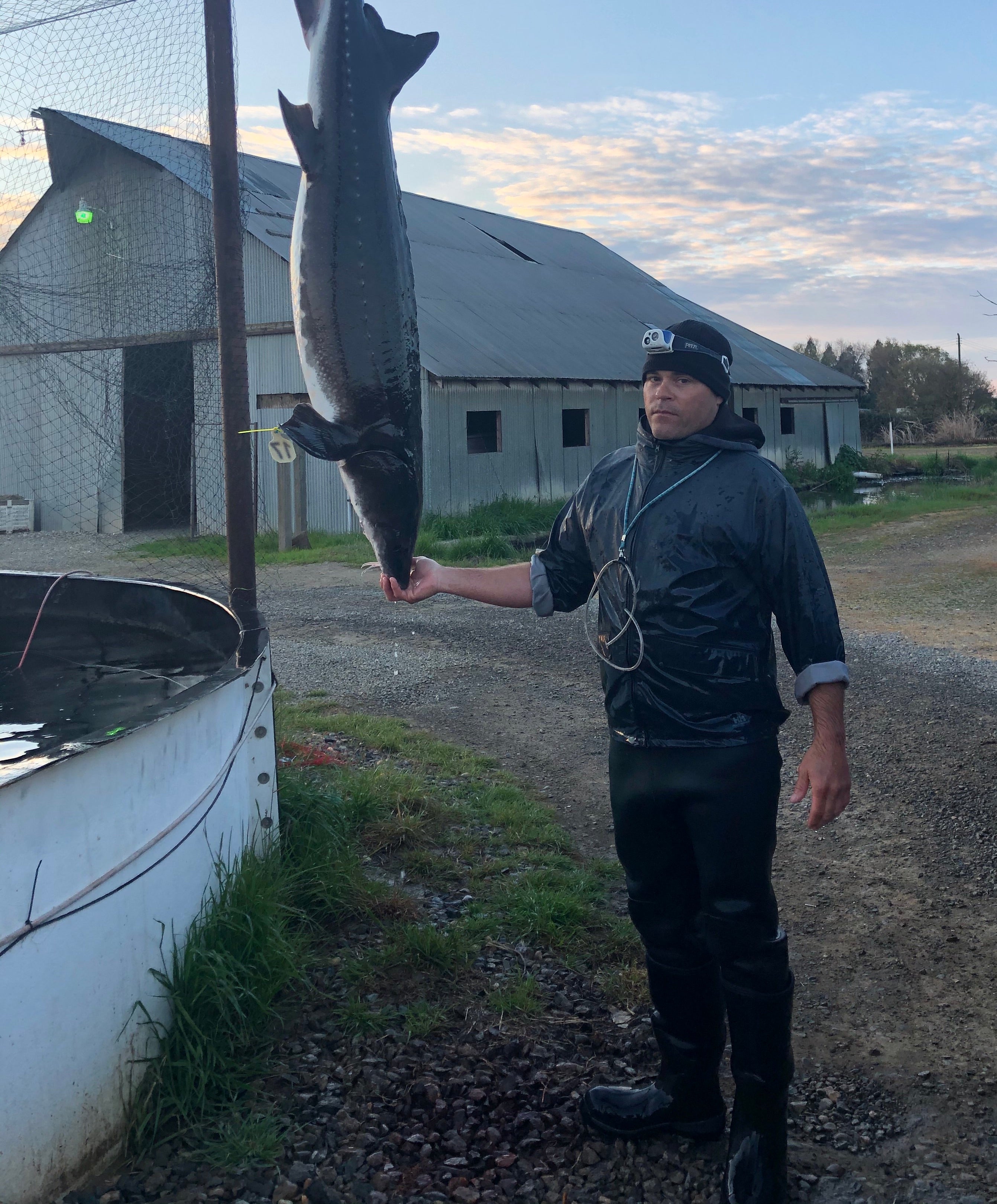 sturgeon caviar harvesting