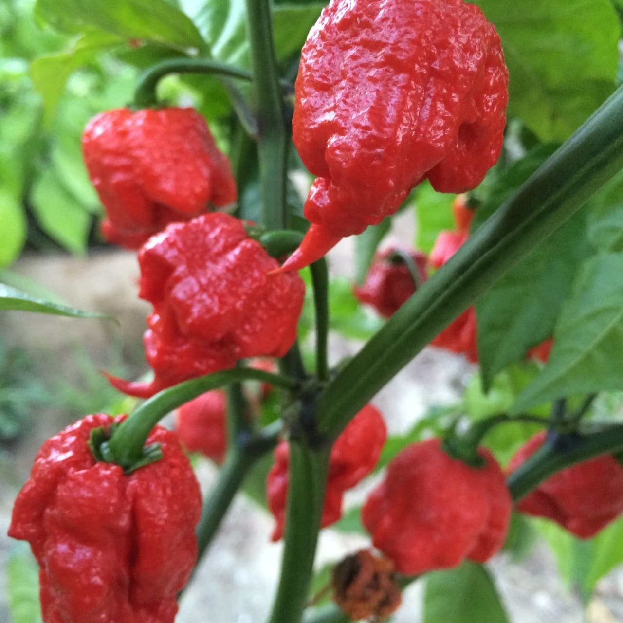 carolina reaper pepper price