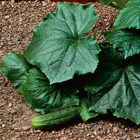 Organic Non-GMO H19 Little Leaf Cucumber