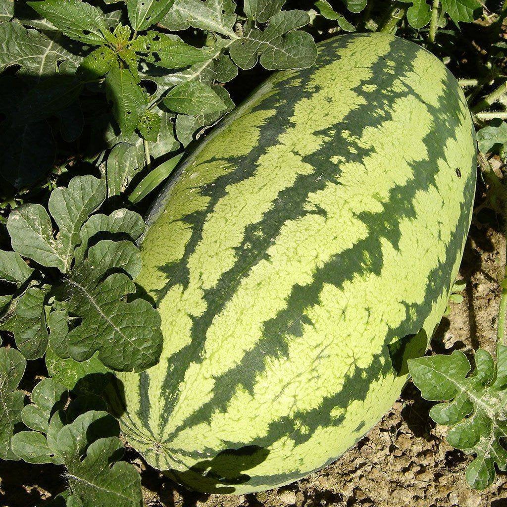 watermelon seedlings for sale