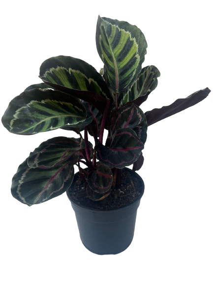 Calathea Rosea Picta - 14cm – Gardenvale