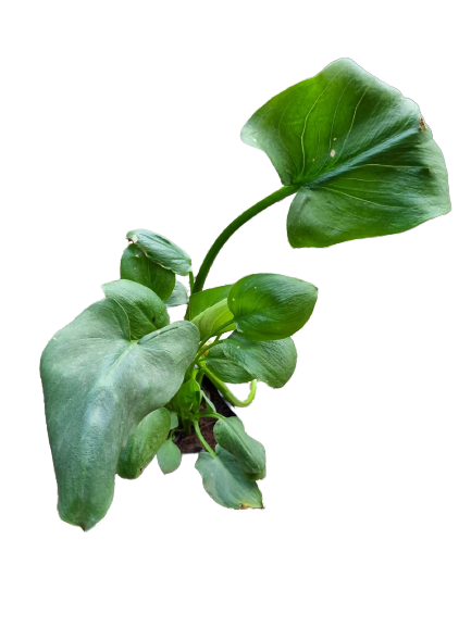 Zantedeschia species (Arum/Pig lilies) 10 L – Gardenvale