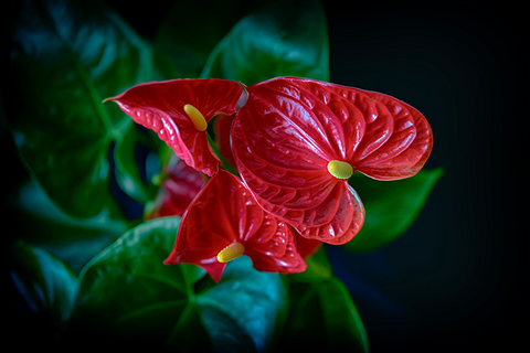 anthurium house plant care