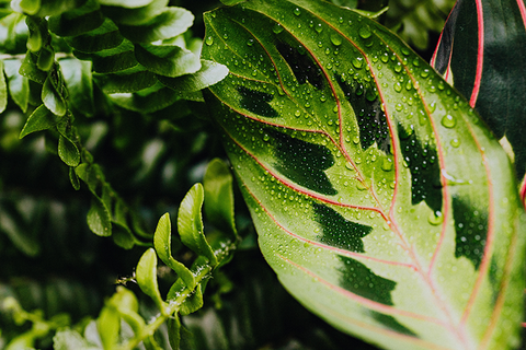 calathea nz for sale