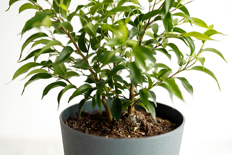 Ficus benjamina nz