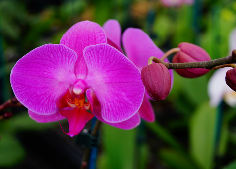 care tips for Phalaenopsis Orchid's