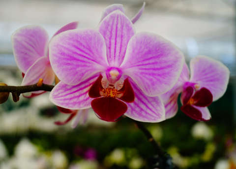 How to repot Phaelnoopsis orchids