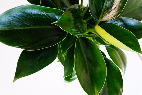 easy care philodendron