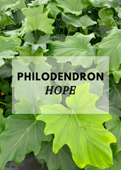 philodendron hope nz