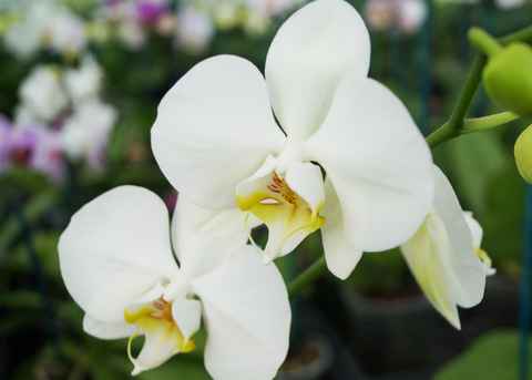 How to make Phaelnoopsis Orchids flower