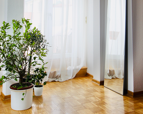 how much light do house plants need in the winter?