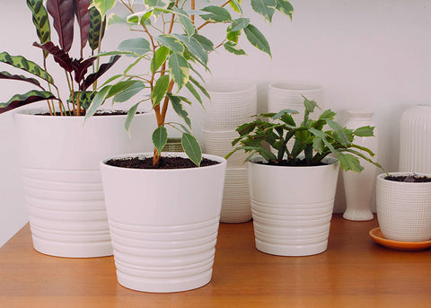 How to repot a houseplant the right way