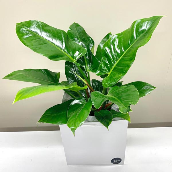 Philodendron Imperial Indoor House Plant Moffatt S Flower Company