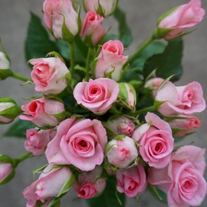 Premium Christchurch rose grower | Moffatts Flower Company | Gallery ...