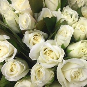 Premium Christchurch rose grower | Moffatts Flower Company | Gallery ...