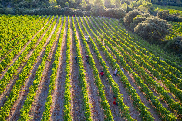 vignes en pic saint loup