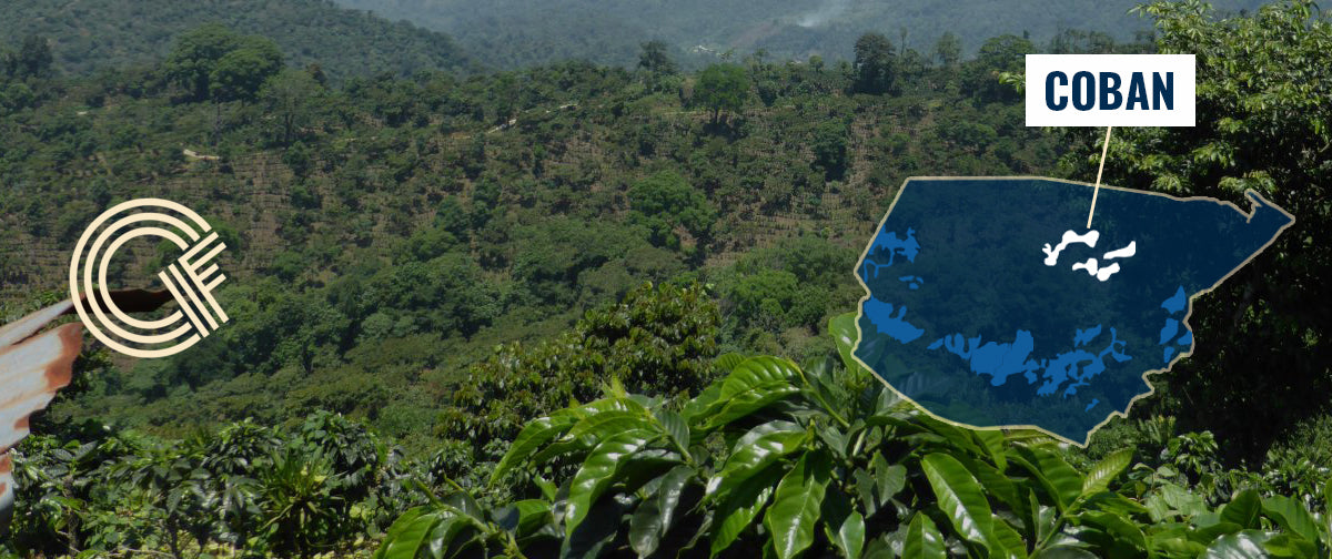 Coban Coffee Region Guatemala