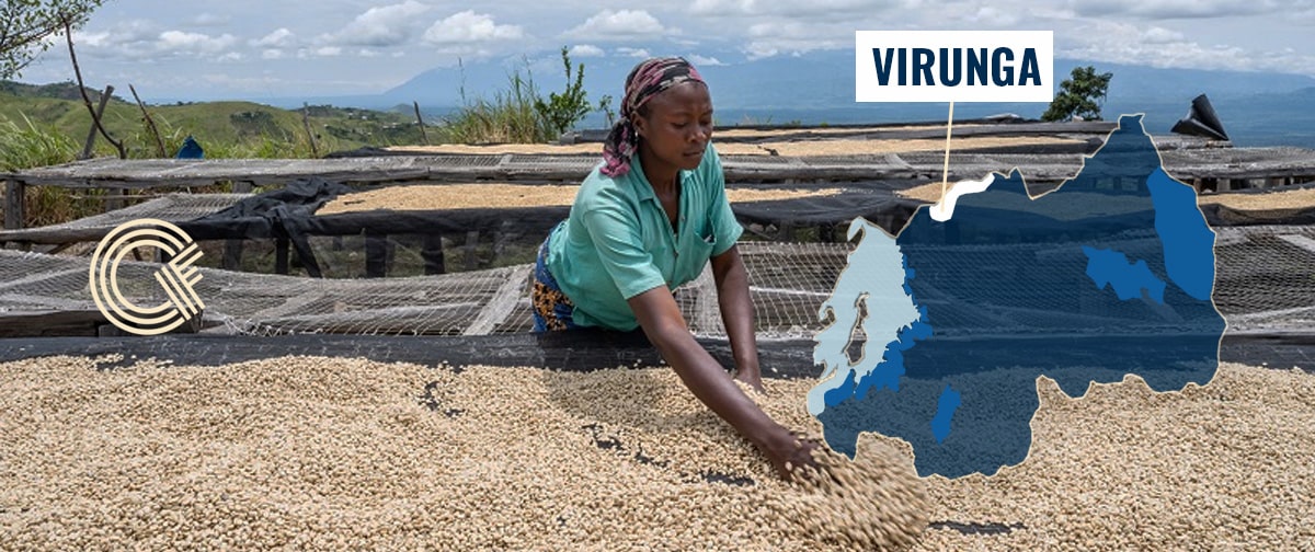 Virunga Coffee Region - Rwanda Coffee