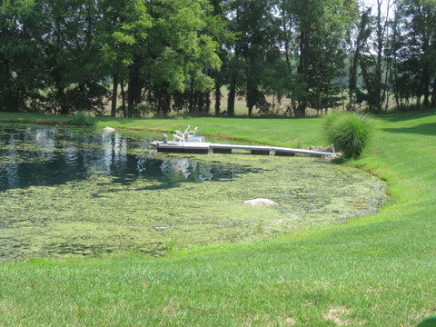 Pond Experiencing An Algae Bloom