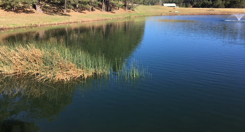 Customer image of a clean treated pond