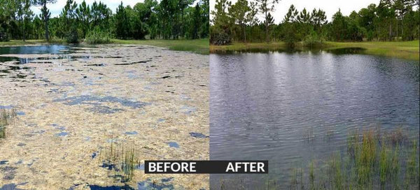 Pond's surface before and after the use of Organic Pond products to clear algae