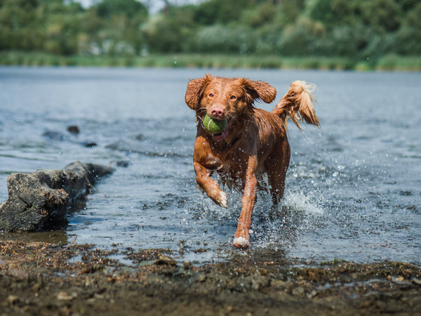 Dog running out of the water with a tennis ball