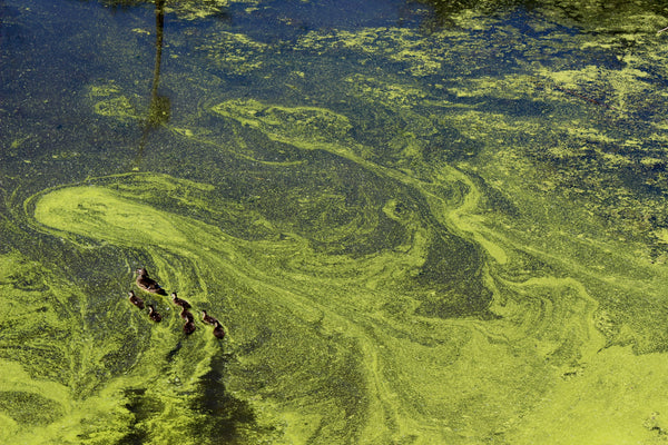 Algae bloom in pond water