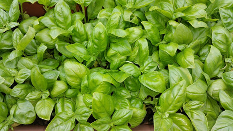 Basil