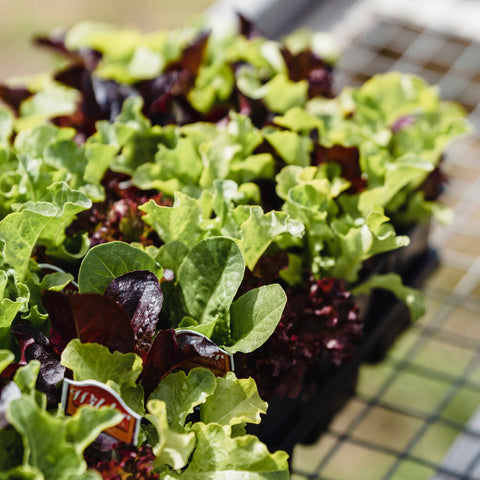 salad leaves