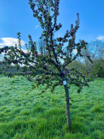 Cider Apple Tree