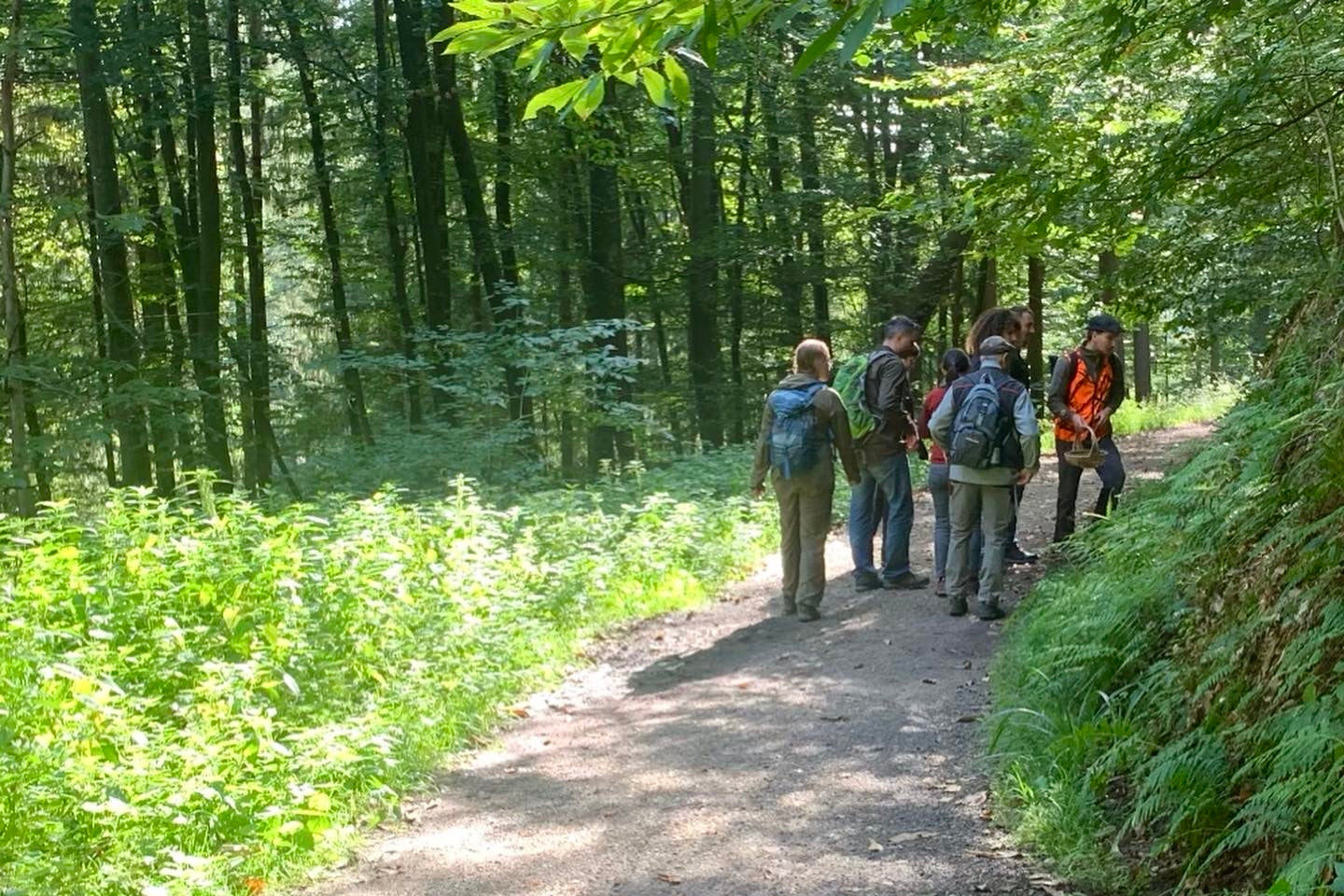 Eine Gruppe vom Wildschytz im Wald