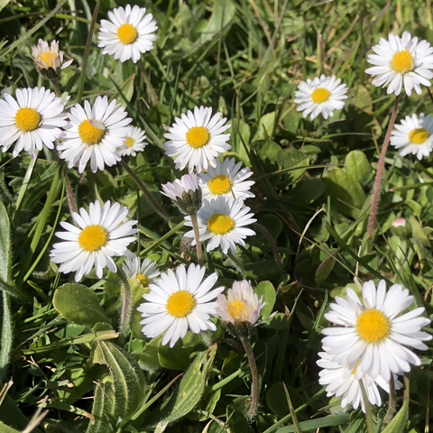 collection-collier-marguerite