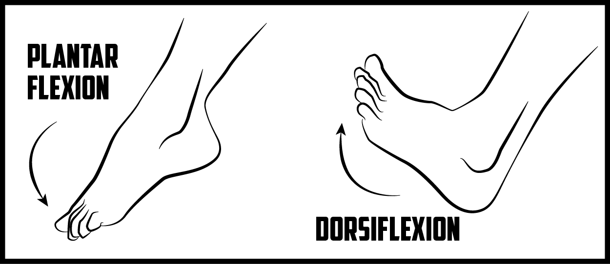 Ankle Flexion