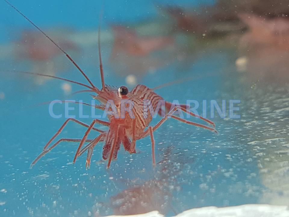 peppermint shrimp lysmata wurdemanni
