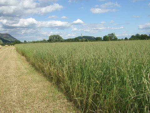 timothy hay field