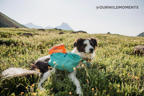 A mutt lays in a field of wildflowers with a dog backpack filled with Natural Rapport Freeze Dried Beef Liver Treats