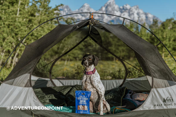 A pointer sits inside a tent in front of a mountain backdrop posing with Natural Rapport Beef Tendons