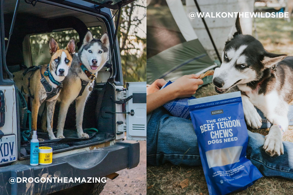 Dogs are shown camping and posing with their favorite Natural Rapport products