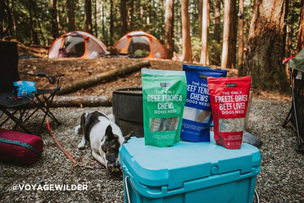 Natural Rapport Essentials for Camping with Dogs