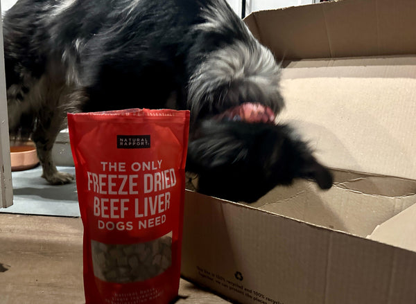 A dog is seen searching for Natural Rapport treats in a repurposed box as an enrichment activity for Earth Day