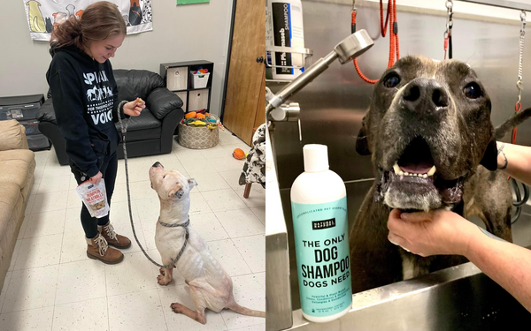 Two images featuring adoptable dogs. A girl looks at a white rescue dog while on leash, rewarding him with Natural Rapport Pumpkin Meatballs. In the second image, a rescue dog is being bathed using Natural Rapport Dog Shampoo. 
