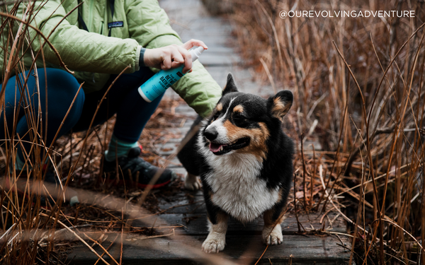 A corgi stands on the trail as his owner freshens him up with Natural Rapport Between Bath Spray