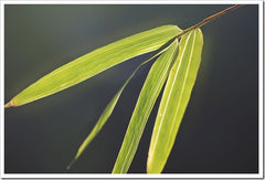 Ventricosa Kimmei | Yellow Buddha Belly