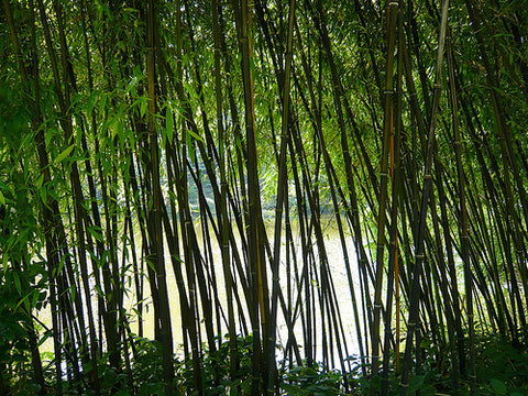 bamboo privacy screen