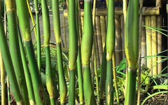 green onion bamboo